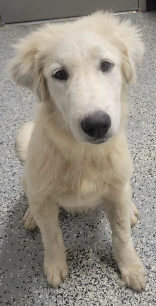 A baby large-sized female Great Pyrenees dog named Jamie for adoption in Seven Points, TX