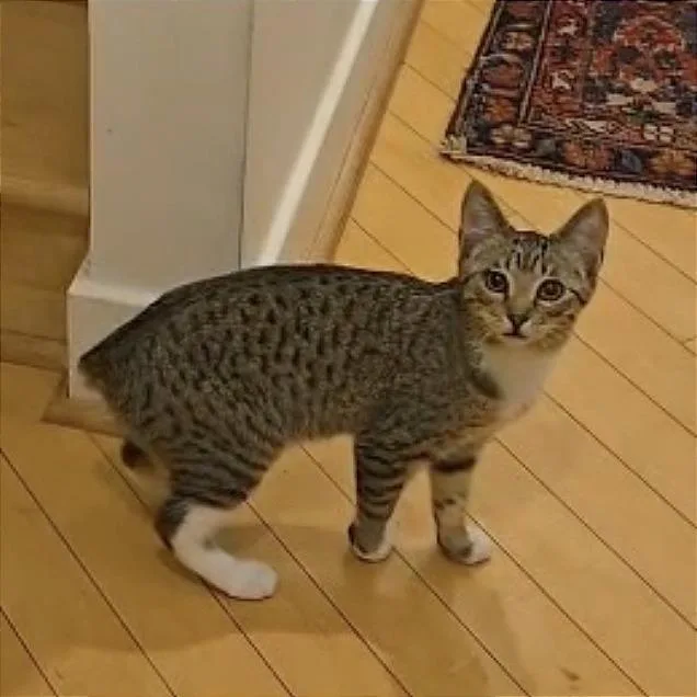 Card Shark: Jack thumbnail 2