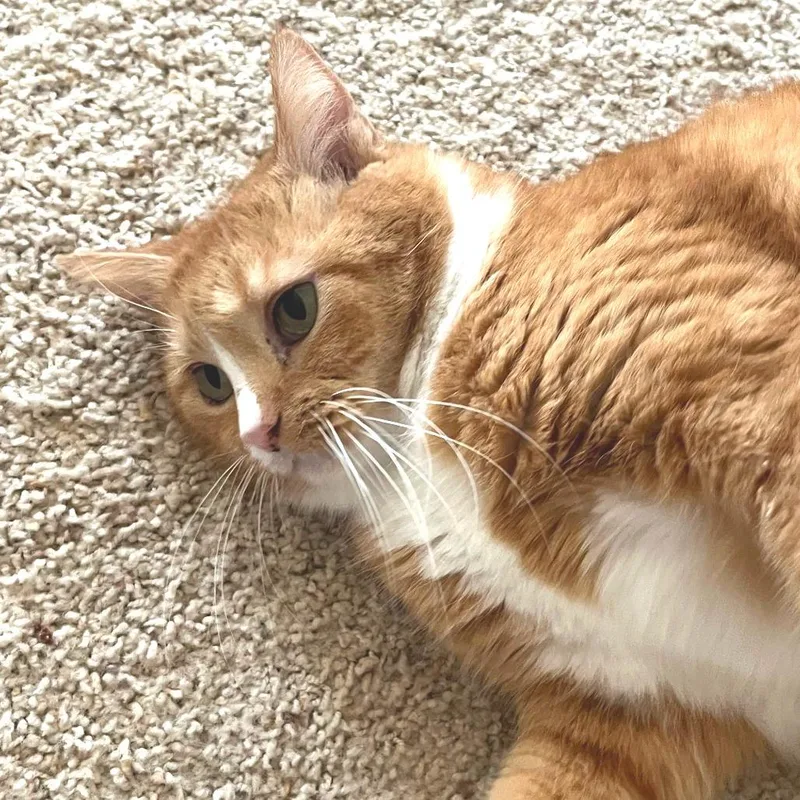 A senior large-sized female Domestic Medium Hair cat named Trinket for adoption in Cumming, GA