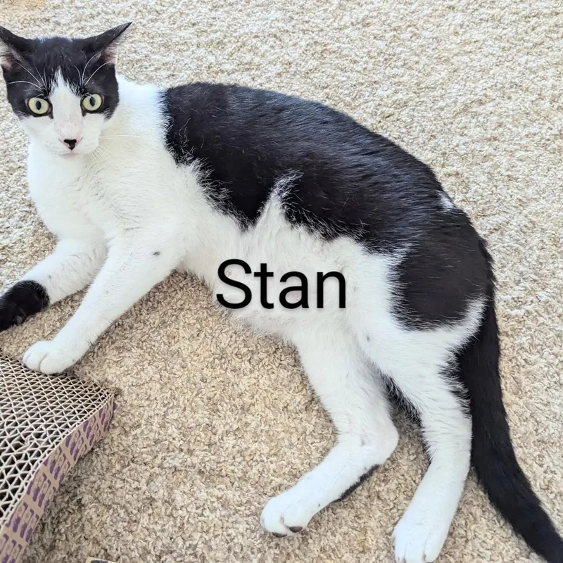 Stan thumbnail 2