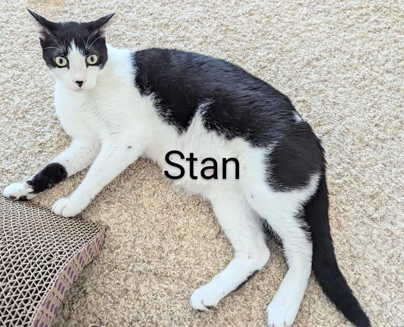 Stan thumbnail 4