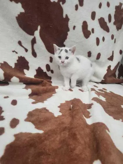 An adult small-sized female Domestic Short Hair cat named La Bete for adoption in Spruce Pine, NC