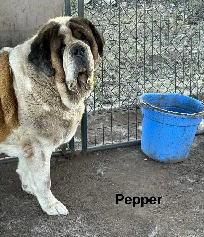An adult extra large-sized female Saint Bernard dog named Pepper for adoption in Windsor, CO