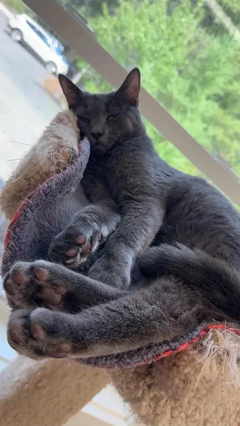A young medium-sized male Domestic Short Hair cat named Grayden for adoption in Cherryfield, ME
