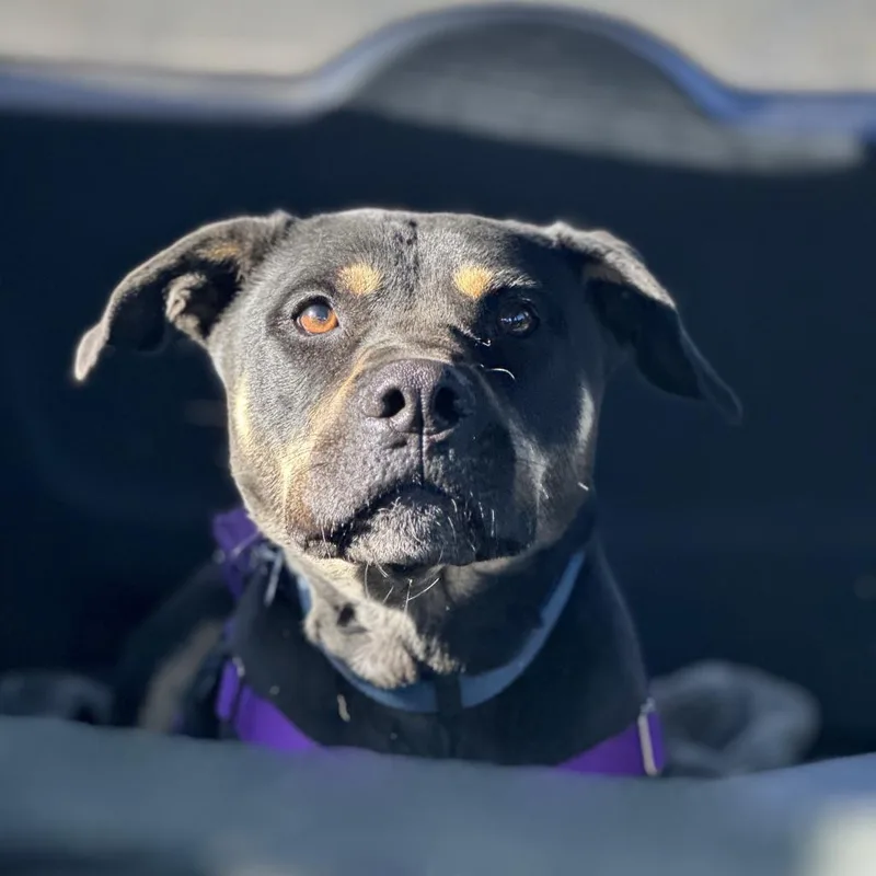 Virginia thumbnail 4