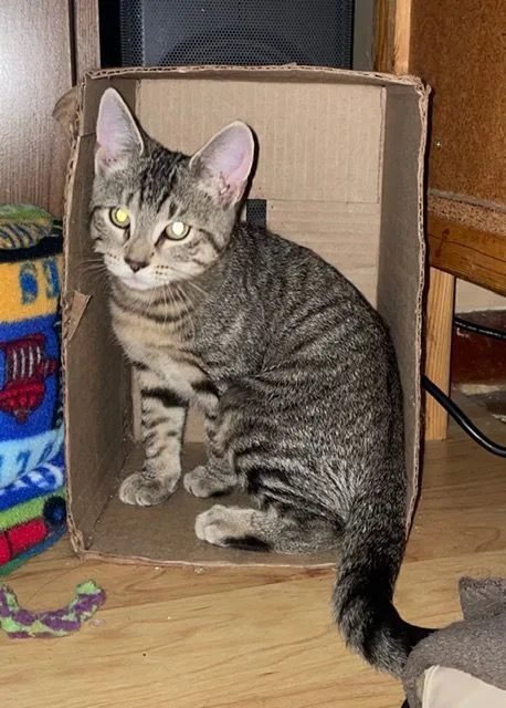 A baby medium-sized female Tabby (Brown / Chocolate) Domestic Short Hair cat named Josie for adoption in Chambersburg, PA