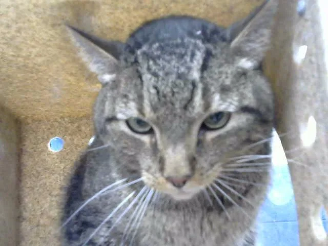 An adult medium-sized male Domestic Short Hair cat named Taco for adoption in Albuquerque, NM