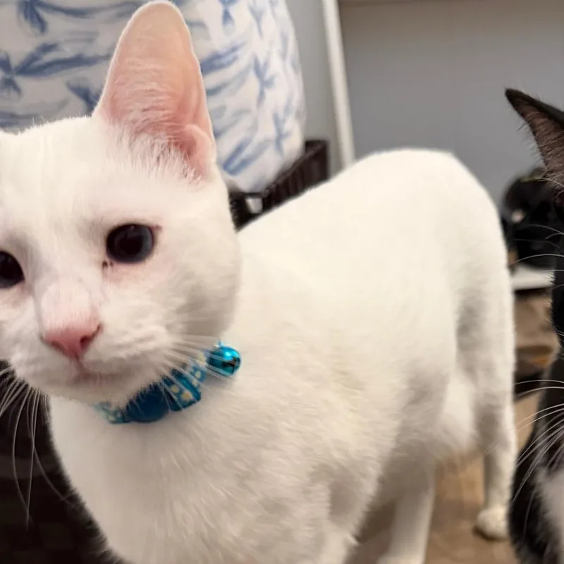 A young medium-sized female White Domestic Short Hair cat named Pico de gato for adoption in Austin, TX