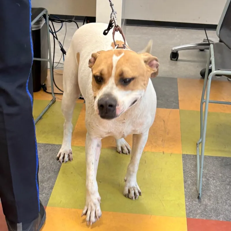 An adult medium-sized male Yellow / Tan / Blond / Fawn Pit Bull Terrier dog named Fatty for adoption in Philadelphia, PA