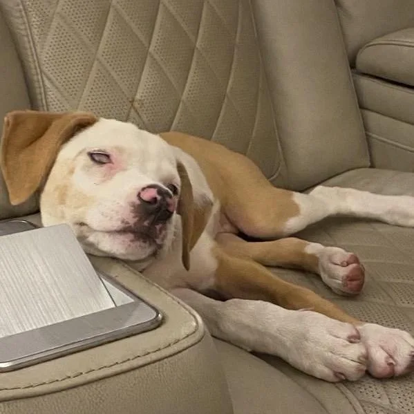 A baby medium-sized female White / Cream Catahoula Leopard Dog dog named Willow for adoption in Tampa, FL