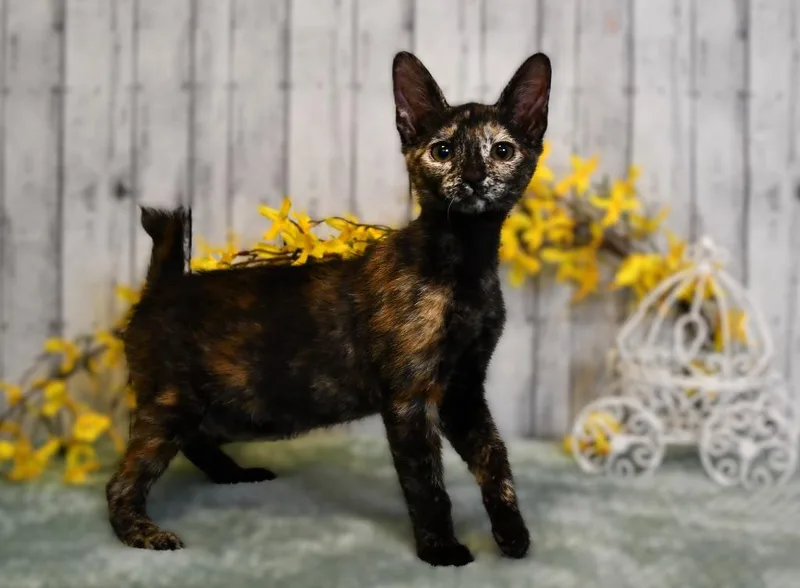 A baby small-sized female Domestic Short Hair cat named Martha for adoption in Roanoke, TX