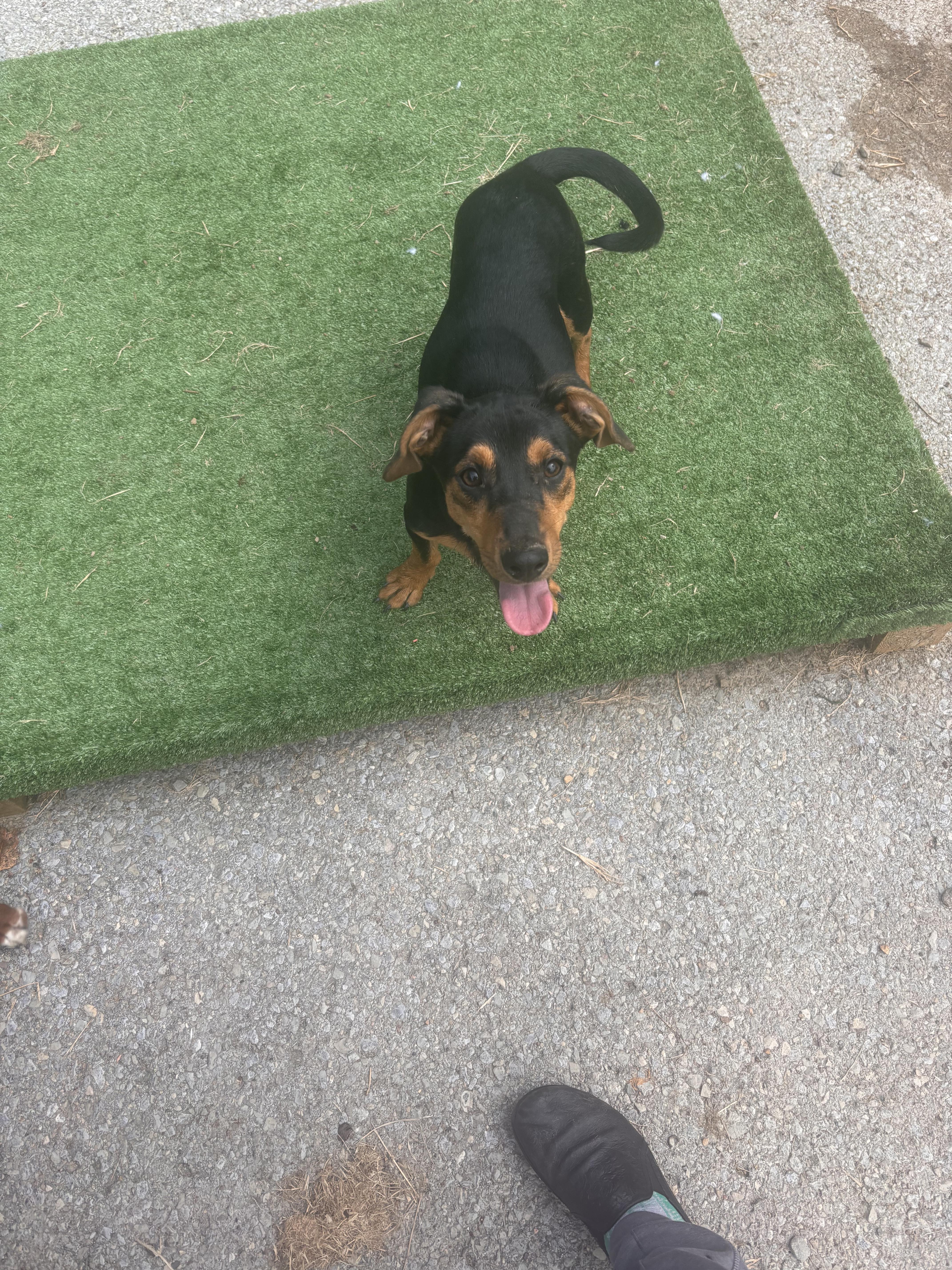 A young medium-sized male Dachshund dog named Jasper for adoption in Fayetteville, WV