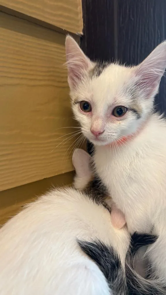 A baby small-sized female Domestic Short Hair cat named Geodis for adoption in Clarksville, TN