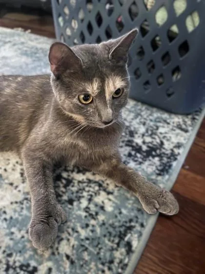 An adult medium-sized female Domestic Short Hair cat named Anita for adoption in Washington, DC