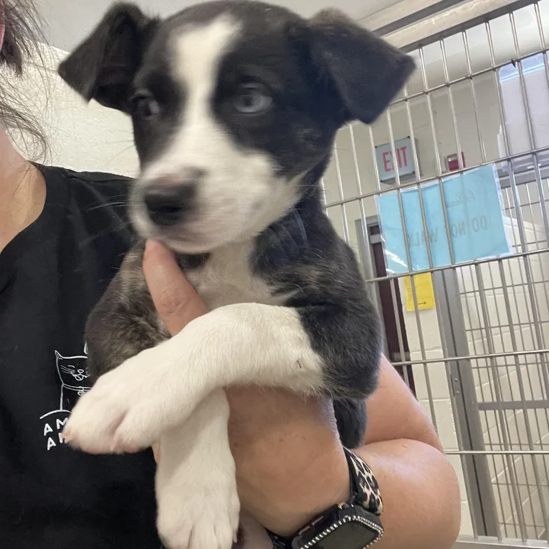 A baby medium-sized female Black Border Collie dog named Mary fields for adoption in Sonora, CA