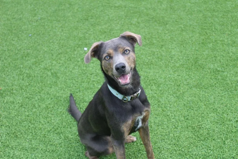 An adult medium-sized female Brindle Mixed Breed dog named Meadow for adoption in Chestertown, MD