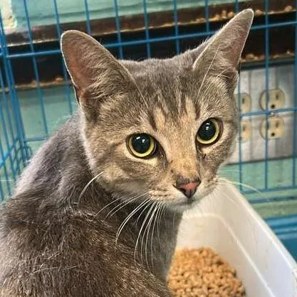 An adult medium-sized male Gray / Blue / Silver Domestic Short Hair cat named Bananas for adoption in Gadsden, AL