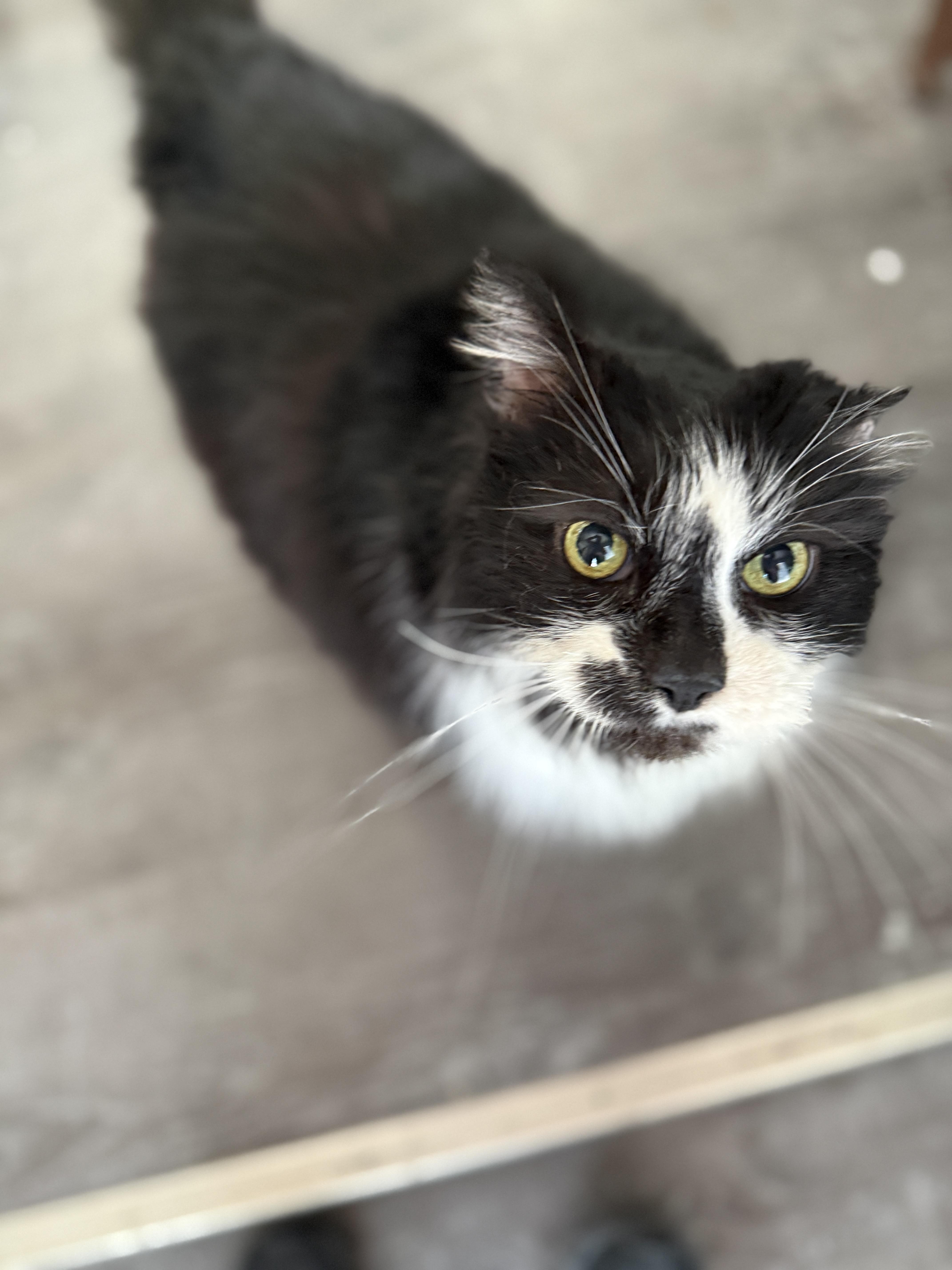 Big Bubba thumbnail 3