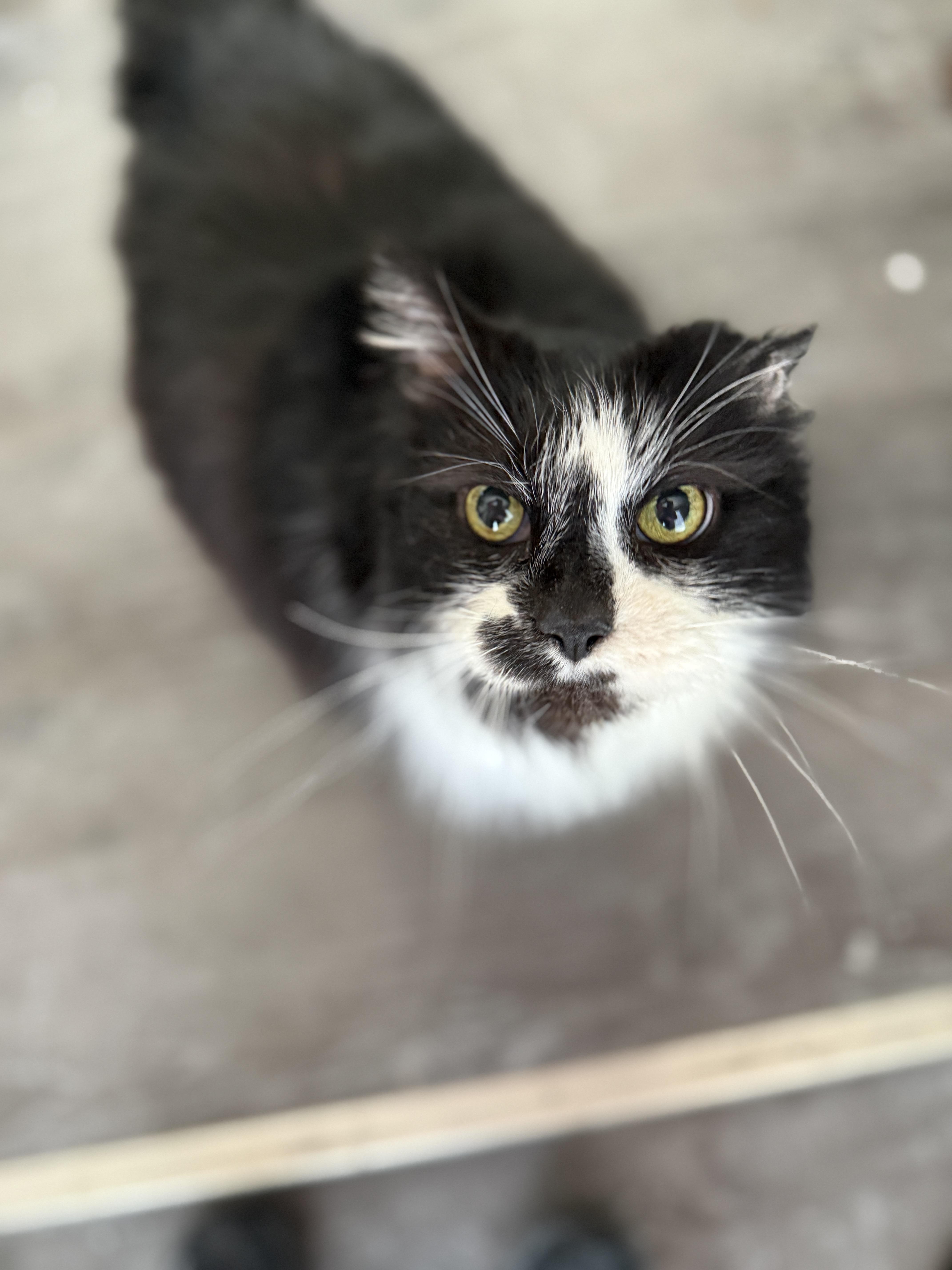 Big Bubba thumbnail 4