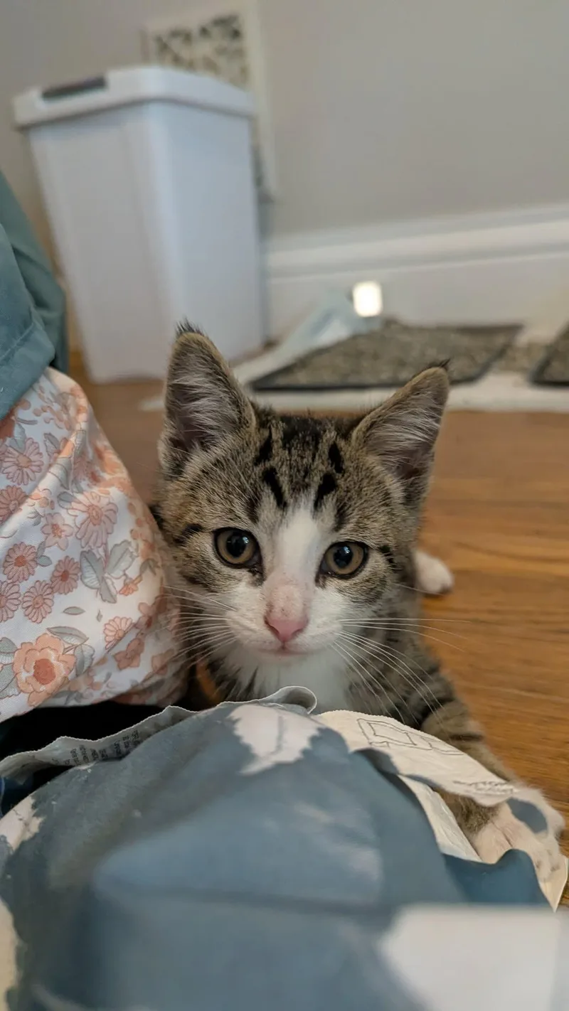A baby small-sized male Tabby (Buff / Tan / Fawn) Domestic Short Hair cat named Aster for adoption in Brockport, NY
