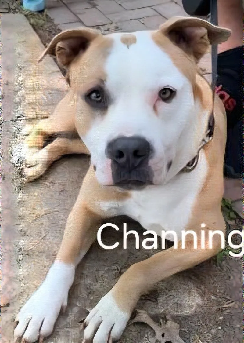 An adult medium-sized male Golden Mixed Breed dog named Channing Tatum for adoption in Belleville, IL