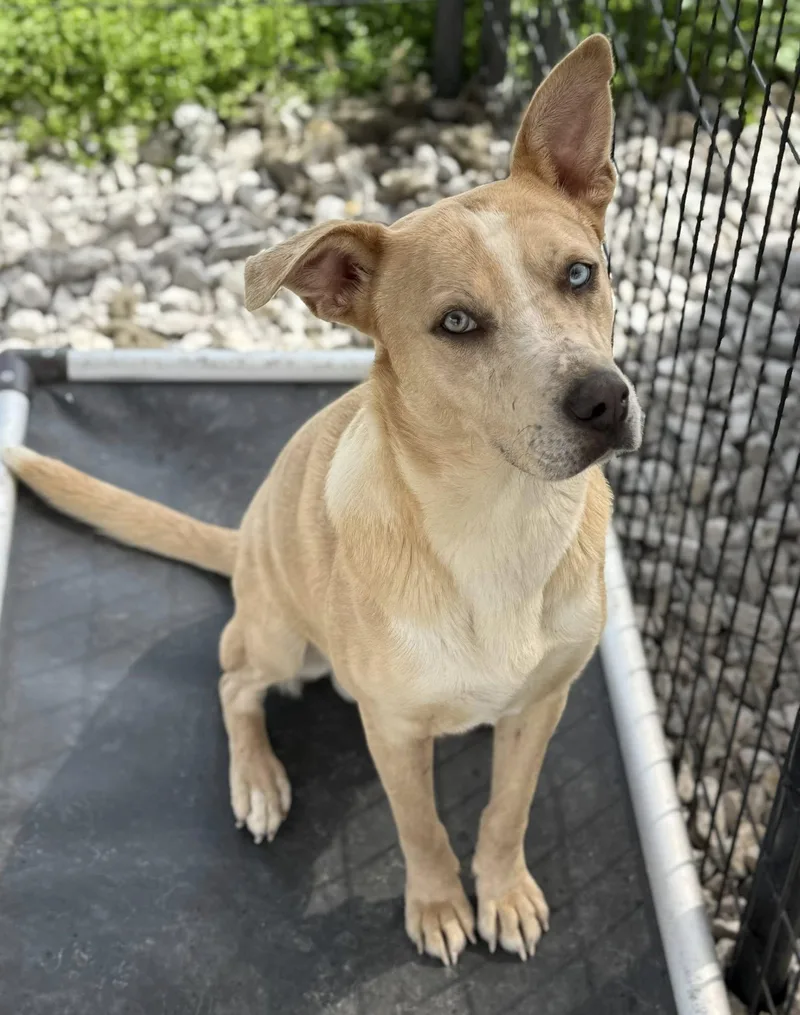 An adult medium-sized male Apricot / Beige Catahoula Leopard Dog dog named Simba for adoption in New Roads, LA