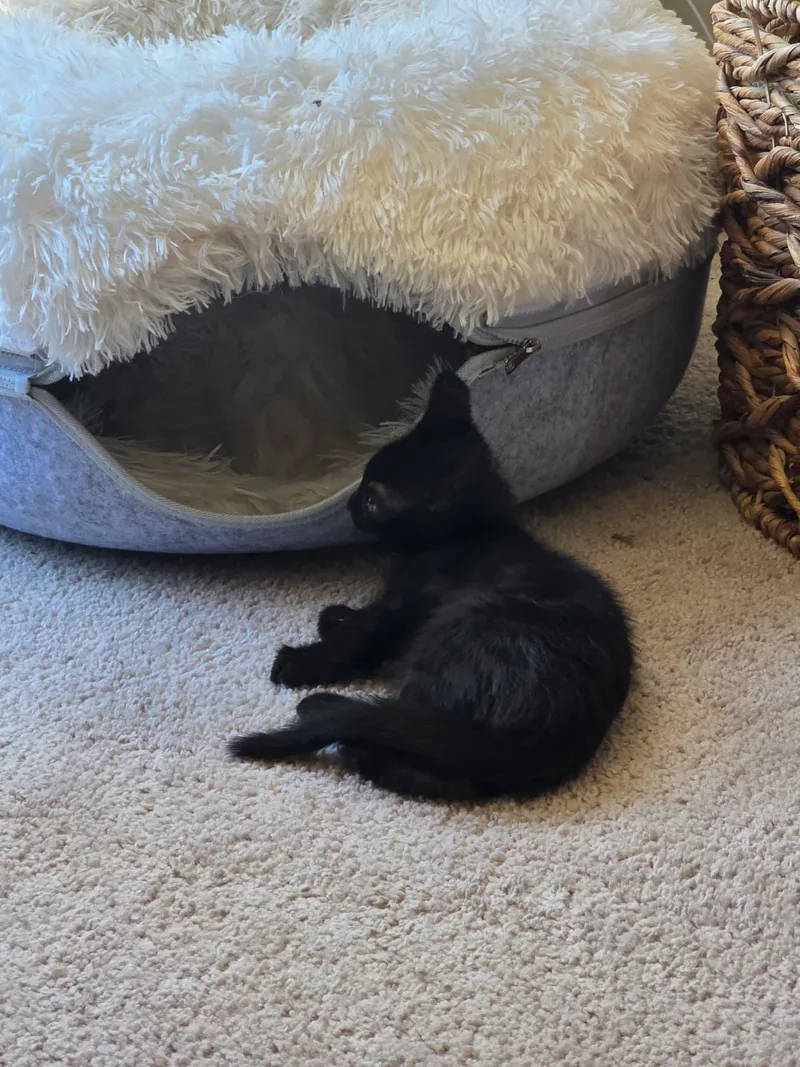 A baby small-sized male Black Domestic Short Hair cat named Caviar for adoption in Odenton, MD