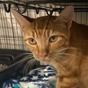 An adult medium-sized female Domestic Short Hair cat named Lacey for adoption in League City, TX