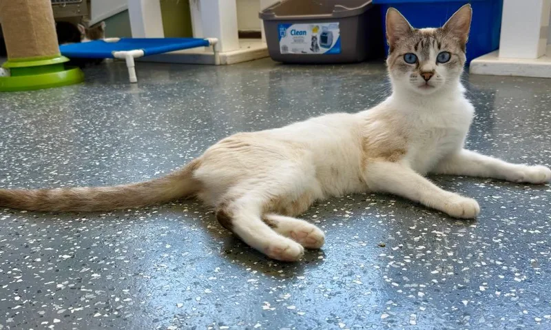 A young small-sized female Domestic Short Hair cat named Saba for adoption in Thousand Oaks, CA