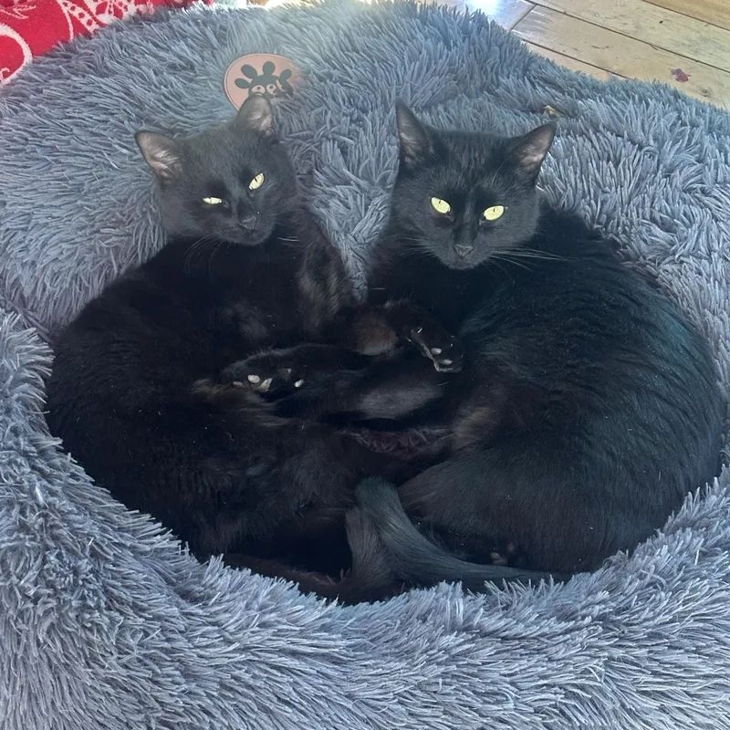 A young medium-sized female American Shorthair cat named Zulu And Tichy for adoption in Pueblo, CO
