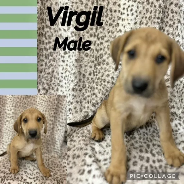 A baby medium-sized male Labrador Retriever dog named Virgil for adoption in Manchester, CT
