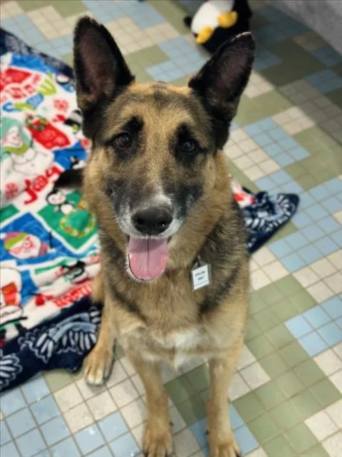 An adult medium-sized female German Shepherd Dog dog named Daisy for adoption in Loveland, CO