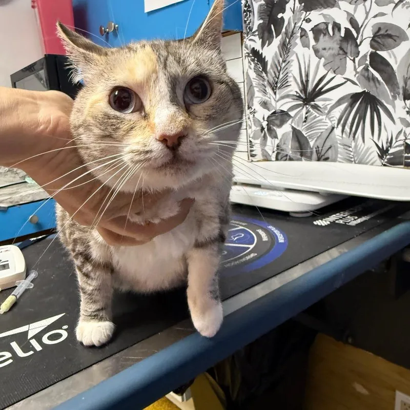 An adult large-sized female White Domestic Short Hair cat named Chai for adoption in Wahiawa, HI