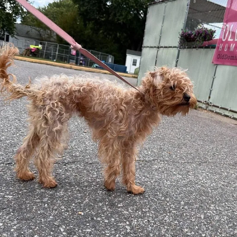 A young small-sized male Yellow / Tan / Blond / Fawn Mixed Breed dog named Nolan for adoption in Fredericksburg, VA
