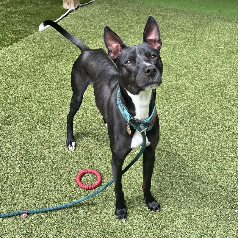 An adult medium-sized male Greyhound dog named Pepper for adoption in Huntington, NY