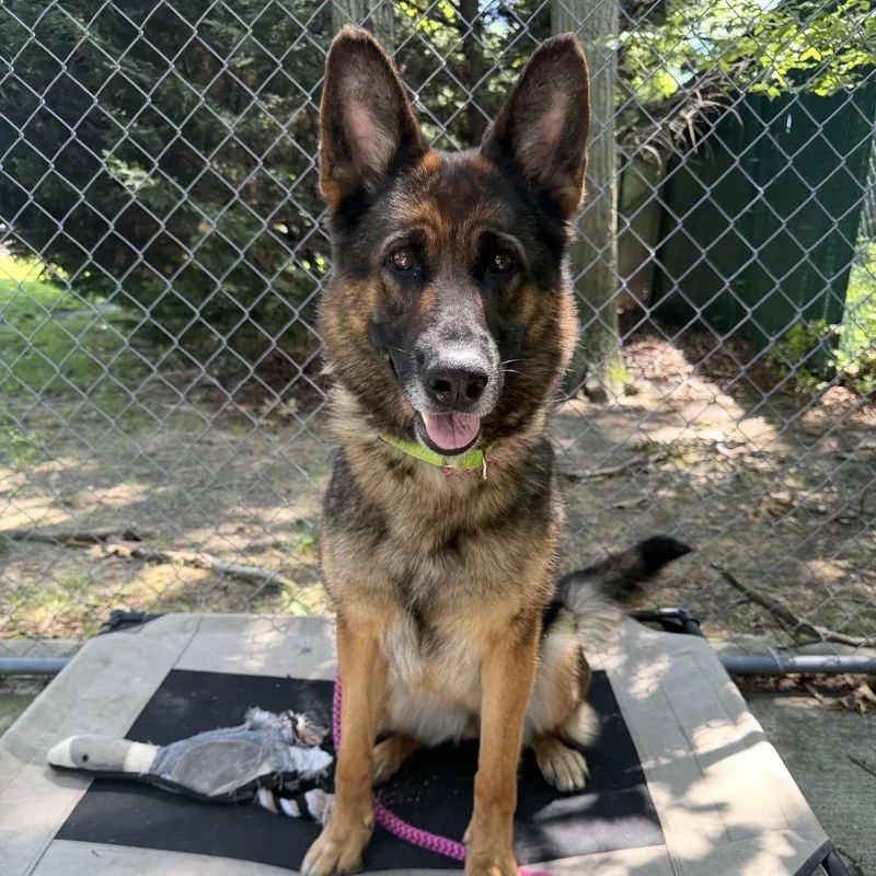 An adult large-sized female Sable German Shepherd Dog dog named Dandelion for adoption in Eatontown, NJ