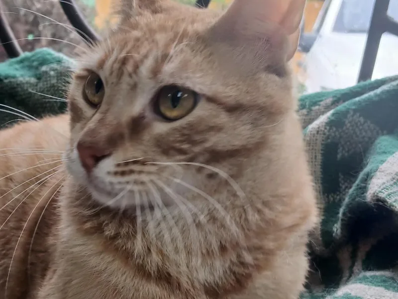 A baby large-sized male Domestic Short Hair cat named Thatcher for adoption in Fort Worth, TX