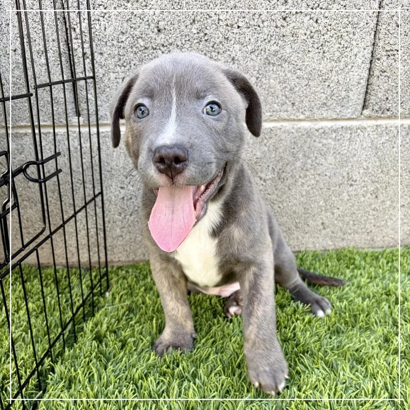 A baby small-sized male Gray / Blue / Silver Pit Bull Terrier dog named Cosmic Crisp for adoption in Chandler, AZ