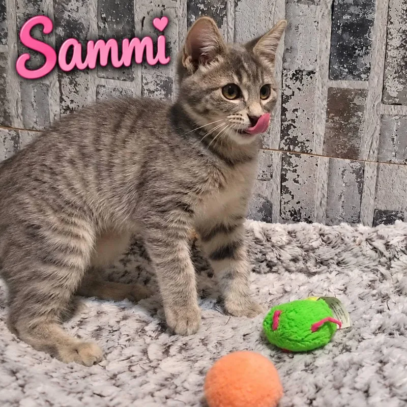 A baby medium-sized female Tabby (Gray / Blue / Silver) Domestic Short Hair cat named Sammi for adoption in Queen Creek, AZ