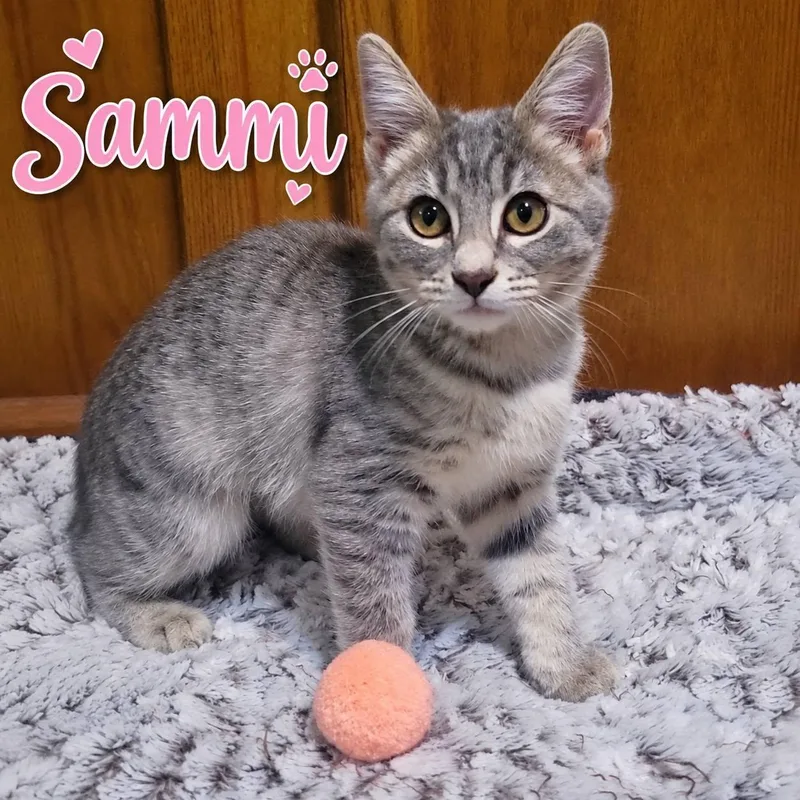 Sammi thumbnail 2