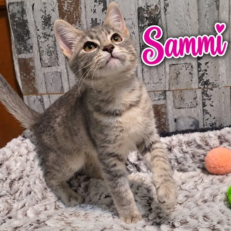 Sammi thumbnail 3