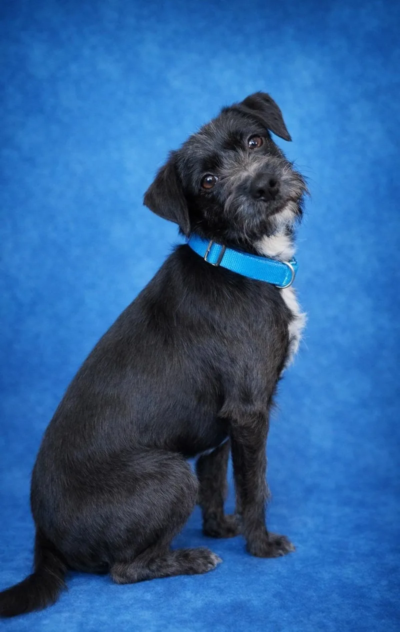 Therman Merman thumbnail 2