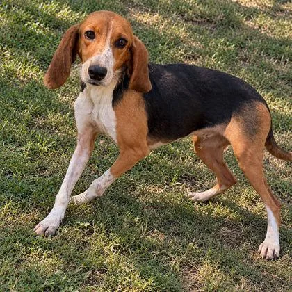 A young medium-sized female Beagle dog named Florence for adoption in Inverness, FL