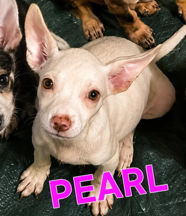 Pearl