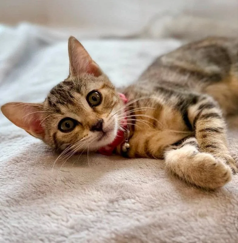 A young medium-sized female Tabby cat named Fudgesicle for adoption in Knoxville, TN