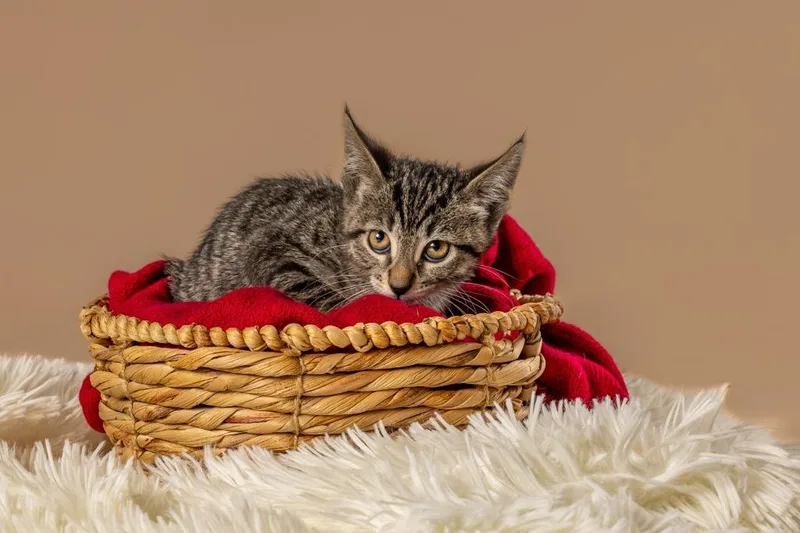 A young medium-sized female Tabby (Brown / Chocolate) Domestic Short Hair cat named Paprika for adoption in Tyler, TX