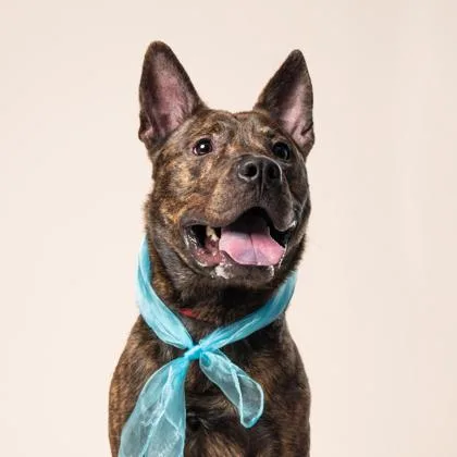 An adult medium-sized male Labrador Retriever dog named Thus for adoption in Atlanta, GA