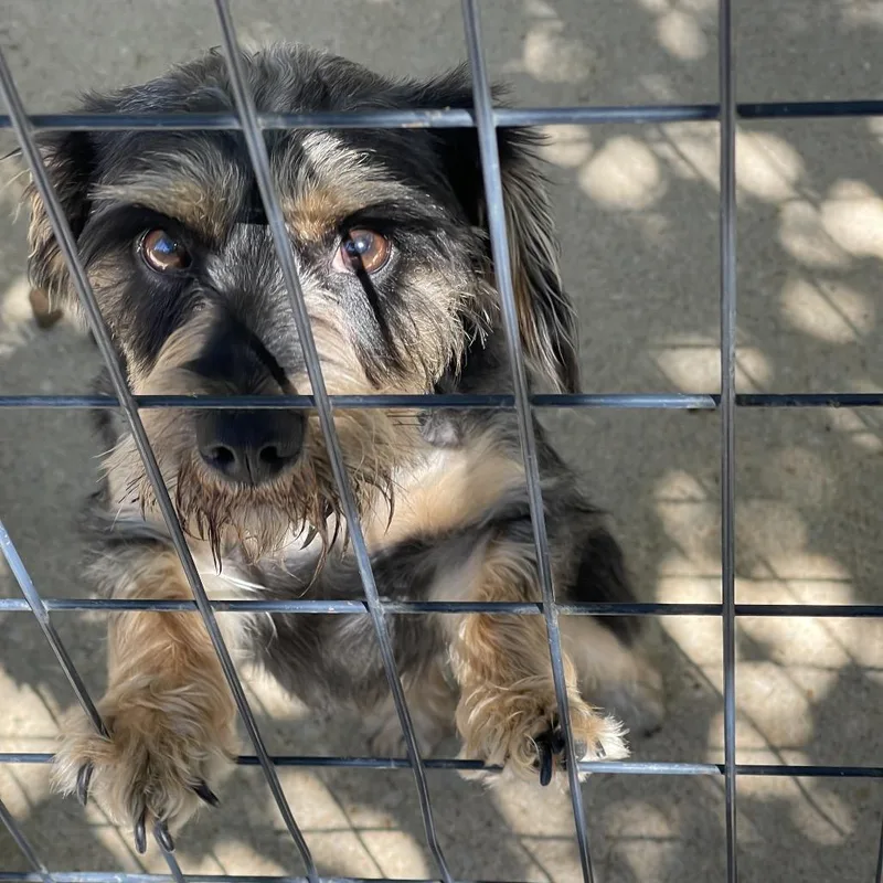 An adult small-sized male Black Schnauzer dog named Dash for adoption in Tulsa, OK