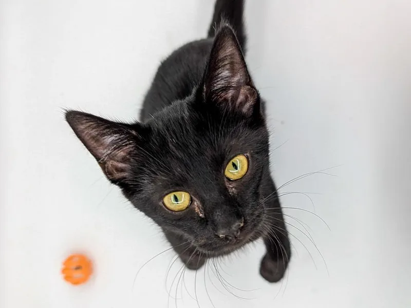 A baby small-sized female Domestic Short Hair cat named Hattie for adoption in Powell, OH