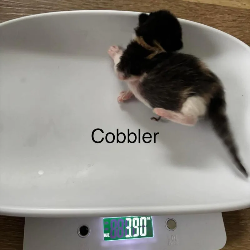 Cobler thumbnail 4